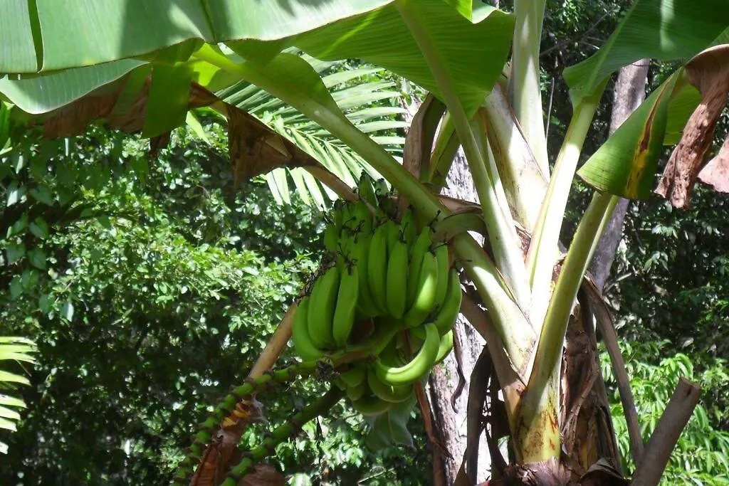 Ferienwohnung Idilio Escape Ocho Rios