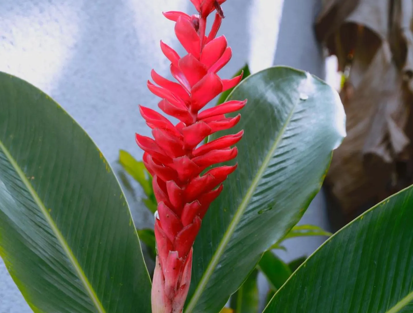 Ubytování v soukromí Apartmán Idilio Escape Ocho Rios
